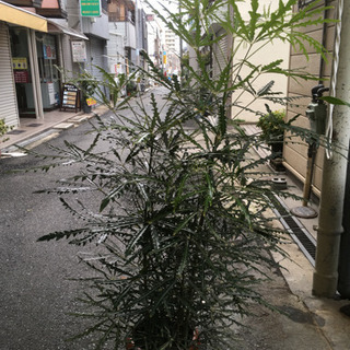 観葉植物 アラレア