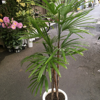 観葉植物 棕呂竹 シュロチク