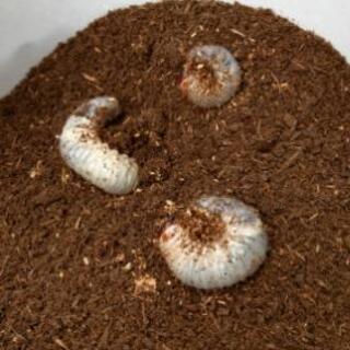カブトムシの幼虫　1匹100円