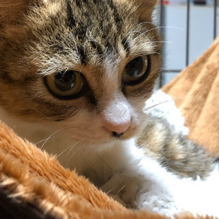 10/26、無事に素敵な家族に迎えられました✨生後3ヶ月ちょっと...