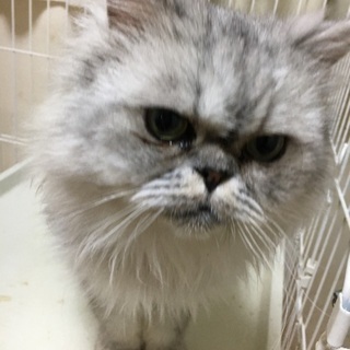 ペルシャの男の子