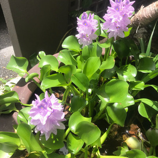 清掃