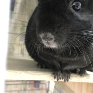 チンチラネズミ 好きな方