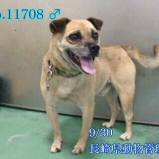 残念ながら外飼いの飼い主に返還されました