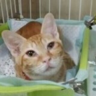 ☆子猫（茶トラメス）イブちゃん　４ヶ月くらい