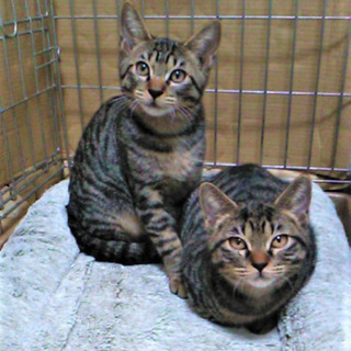 天陽&なつ兄妹😺甘えん坊3か月