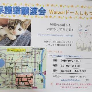 保護猫譲渡会inワイワイドームしもつま