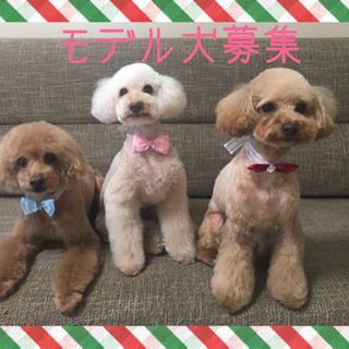 Dog atelier RUFY プードルorプードルmixモデ...