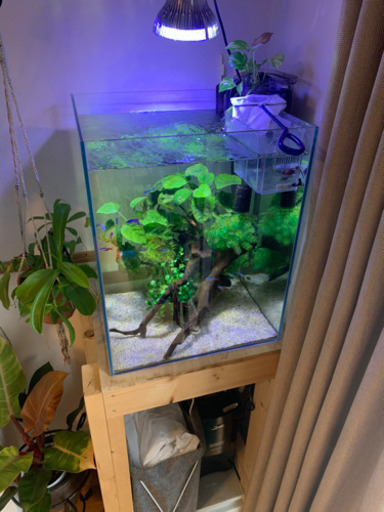 40cmHキューブ水槽セット　今月まで
