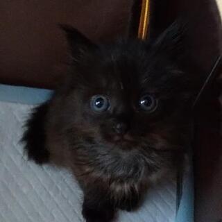 【愛媛県在住の方限定】もふもふ黒長毛子猫(メス)の新しい家族募集