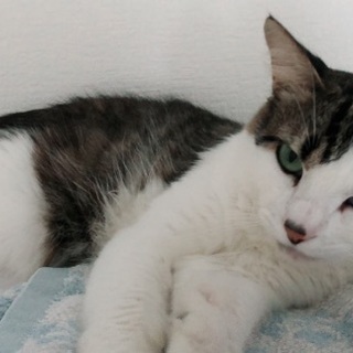 猫好き集まれ〜♡