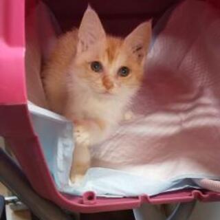 【募集一時停止！】子猫の新しい家族募集中