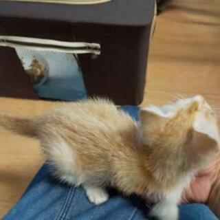 【募集一時停止！】子猫の新しい家族募集中 - 里親募集