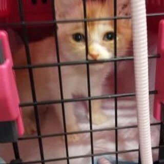 【募集一時停止！】子猫の新しい家族募集中 - 猫