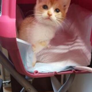 【募集一時停止！】子猫の新しい家族募集中 - 伊予郡