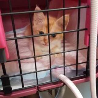 【募集一時停止！】子猫の新しい家族募集中 − 愛媛県