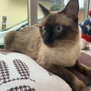 5月で3歳。オス　シャム猫風