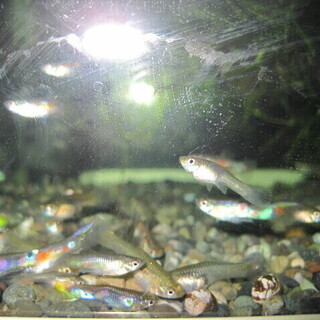 格安!!☆ワイルドグッピーの幼魚20匹☆おまけもたくさん!!の画像