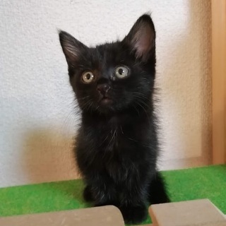 【里親決定！】とっても可愛い黒猫ちゃん♪