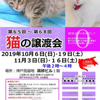 猫の譲渡会