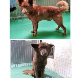里親決定！有難うございました！🆘仲良し兄弟🐶保健所収容！1人にな...