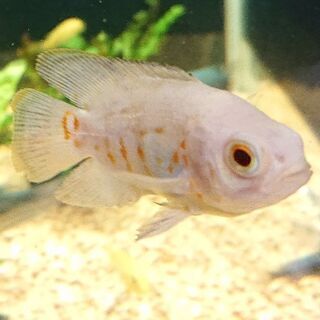 アルビノタイガーオスカー(レモン アクアリウム 中型魚 大型魚 ...