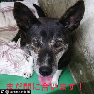 無事に里親様みつかりました！