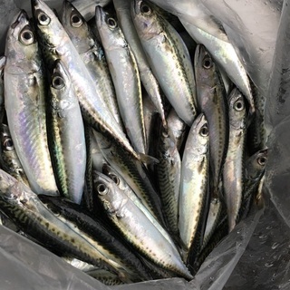 本日〜午後！サバ釣り田原🐟