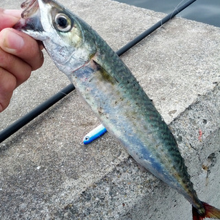 本日〜午後！サバ釣り田原🐟 - 豊田市