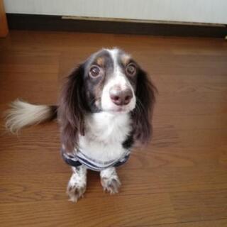 ミニチュアダックスフンドの男の子