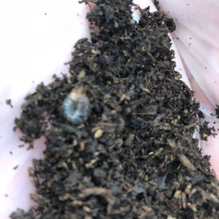 カブト虫の幼虫0円で！