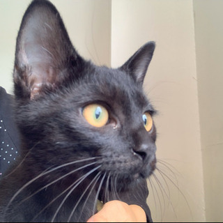 一旦募集終了　　黒猫男の子　4ヶ月　去勢済