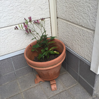 ホトトギスの画像