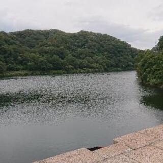 紅葉ハイキング11月18弓削牧場～植物園,25日(月)石井ダム～...