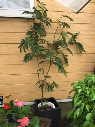エバーフレッシュ 170