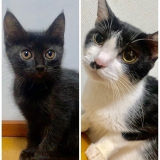 甘えっ子の黒チビとママの親子猫