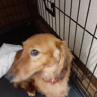 ダックスフント譲ります