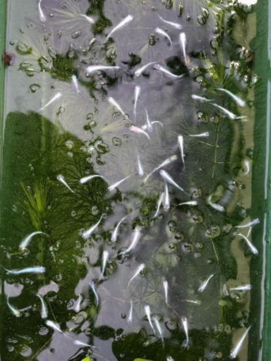 みゆきメダカ15匹(水槽整理)