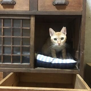 11月1日2日3日  ３日連続獣医大学の学園祭に参加致します❤️...