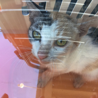 三毛猫メス 5ヶ月くらい