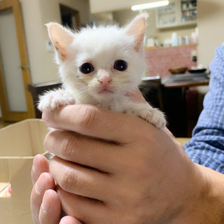 子猫