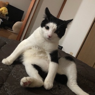一才のやんちゃなオスネコ