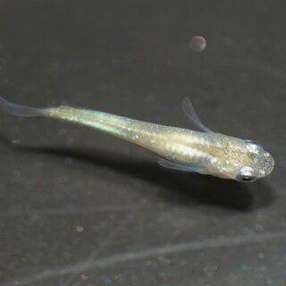 花木流通センターへメダカを出品します。10/26の内容です。
