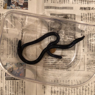 シーボルトミミズ（青色の巨大山ミミズ）【2匹1500円】の画像