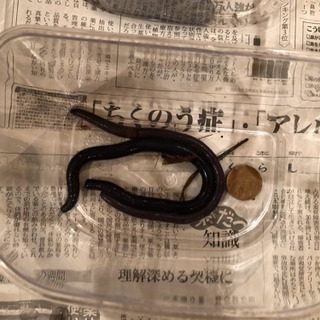 シーボルトミミズ（青色の巨大山ミミズ）【2匹1500円】の画像
