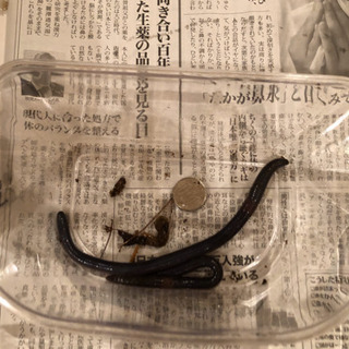 シーボルトミミズ（青色の巨大山ミミズ）【2匹1500円】の画像
