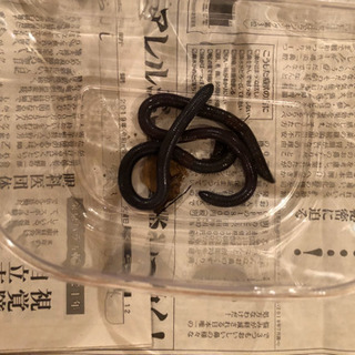 シーボルトミミズ（青色の巨大山ミミズ）【2匹1500円】の画像