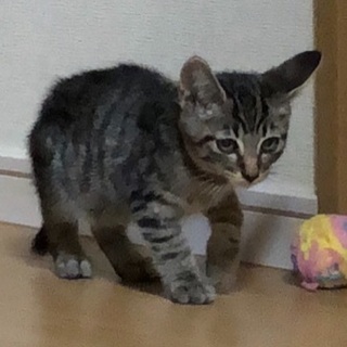里親さん募集