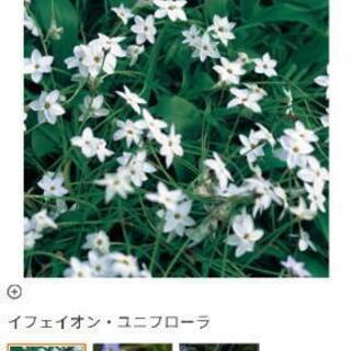 ハナニラの球根を譲っていただけませんでしょうか？