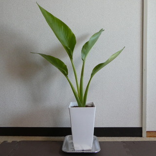 タビビトノキ 80cm スクエアのプラ鉢6号